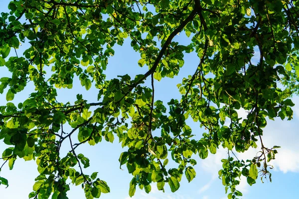 Φρέσκο Πράσινο Φύλλωμα Καλοκαίρι Αφηρημένη Μετά Βροχή Βρεγμένα Φύλλα — Φωτογραφία Αρχείου