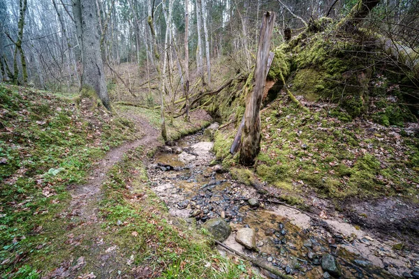 泥だらけの水と湿った緑の葉を持つ早春の空の川のベッド 葉のない広い角度の木 — ストック写真