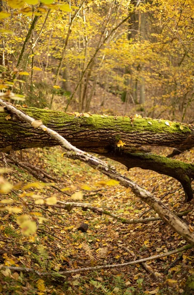 Zlatožluté Podzimní Stromy Parku Slunečného Dne Listy Zemi Krajiny — Stock fotografie