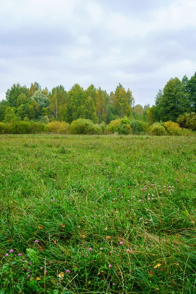 Fogliame Fresco Verde Estivo Astratto Dopo Pioggia Con Foglie Bagnate — Foto Stock