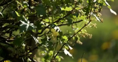 Yazın bahçede yeşil yapraklar