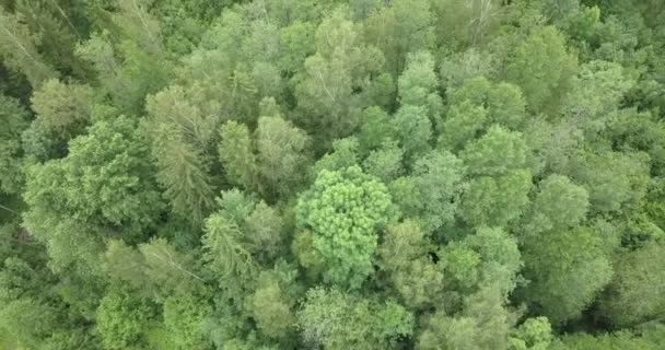 Flygbilder Drönare Som Flyger Över Grön Skog Hösten — Stockvideo