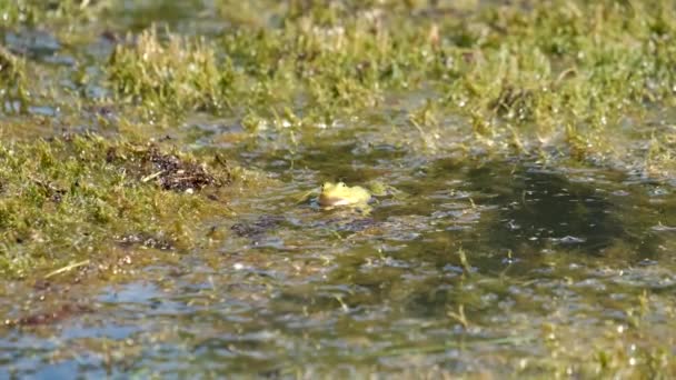 Grüner Frosch Macht Lärm Teich — Stockvideo