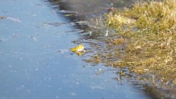 Grüner Frosch Macht Lärm Teich — Stockvideo