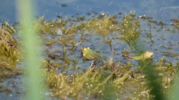 Grüner Frosch Macht Lärm Teich — Stockvideo