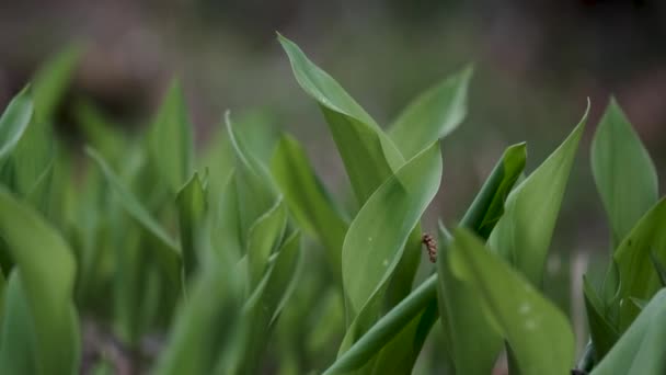 Feuilles Vertes Dans Jardin Été — Video