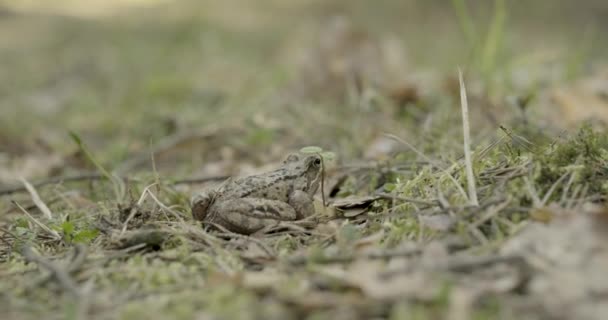 연못에서 소리를 개구리 — 비디오