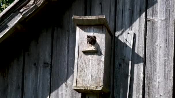 Bird Tit Feeds Chicks Birdhouse — Video Stock