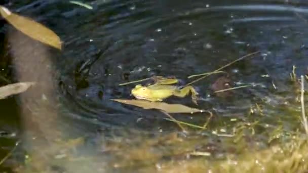 연못에서 소리를 개구리 — 비디오
