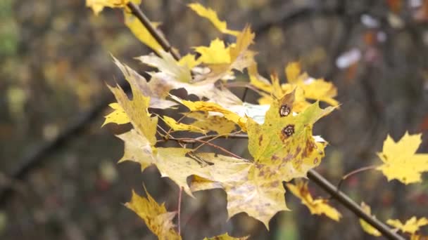Φύλλα Δένδρων Που Πέφτουν Φθινόπωρο — Αρχείο Βίντεο