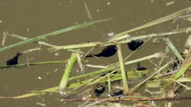 Kaulquappen See Kaulquappen Schwimmen Flachen Wasser — Stockvideo