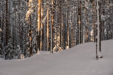 mystical winter forest with snow and sun rays coming through trees with mist and fog