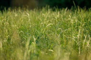Yaz otları ve yabani ot dokusu. soyut yeşil yeşillik bulanık arkaplan ve sığ alan derinliği