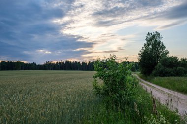 green meadow with storm clouds moving on dark sky before the rain