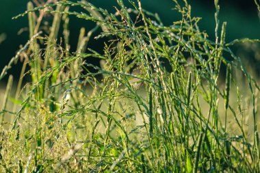 Yaz otları ve yabani ot dokusu. soyut yeşil yeşillik bulanık arkaplan ve sığ alan derinliği