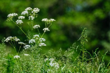 small white spring flowers on green wet background surface texture with blur