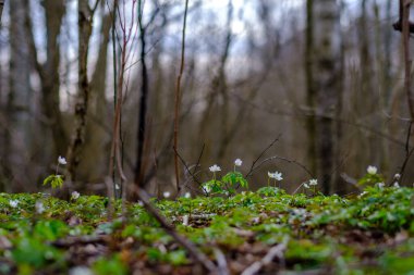 small white spring flowers on green wet background surface texture with blur