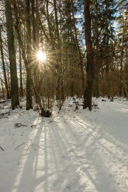mystical winter forest with snow and sun rays coming through trees with mist and fog