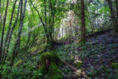 mystical summer forest with green grass and sun rays coming through trees with mist and fog