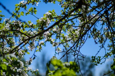 small white spring flowers on green wet background surface texture with blur