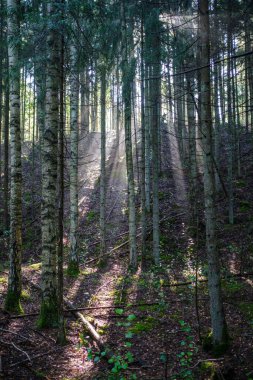 mystical summer forest with green grass and sun rays coming through trees with mist and fog