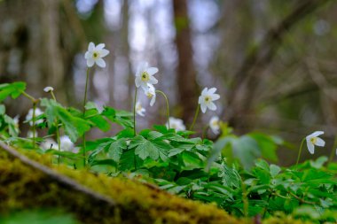 small white spring flowers on green wet background surface texture with blur