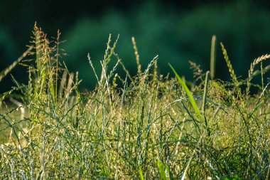 Yaz otları ve yabani ot dokusu. soyut yeşil yeşillik bulanık arkaplan ve sığ alan derinliği