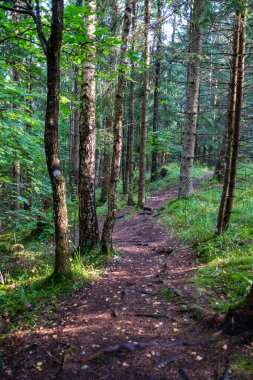 mystical summer forest with green grass and sun rays coming through trees with mist and fog