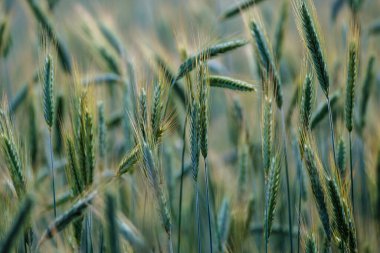Yaz otları ve yabani ot dokusu. soyut yeşil yeşillik bulanık arkaplan ve sığ alan derinliği