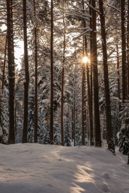 mystical winter forest with snow and sun rays coming through trees with mist and fog