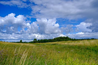 green meadow with storm clouds moving on dark sky before the rain