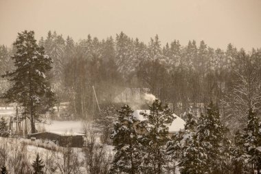 mist over winter forest trees far horizont with fog and frost