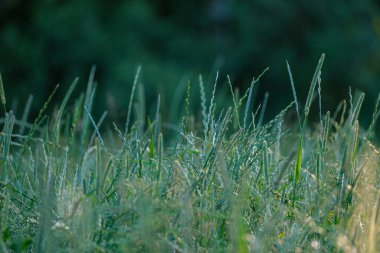 Yaz otları ve yabani ot dokusu. soyut yeşil yeşillik bulanık arkaplan ve sığ alan derinliği