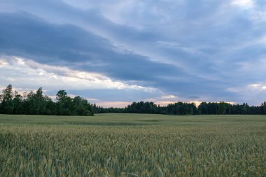 green meadow with storm clouds moving on dark sky before the rain