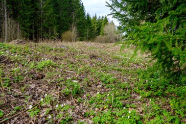 small white spring flowers on green wet background surface texture with blur
