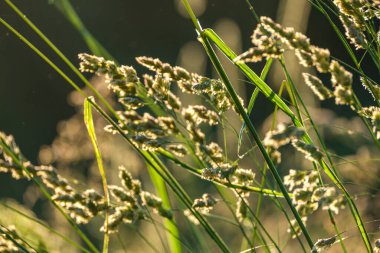 Yaz otları ve yabani ot dokusu. soyut yeşil yeşillik bulanık arkaplan ve sığ alan derinliği