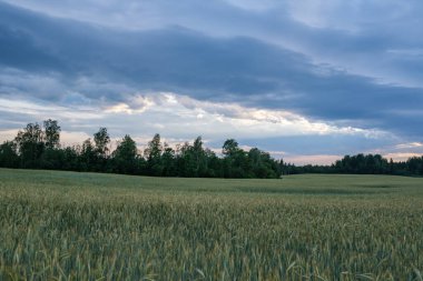 green meadow with storm clouds moving on dark sky before the rain