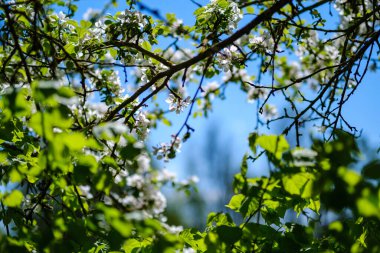 small white spring flowers on green wet background surface texture with blur