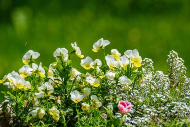 small white spring flowers on green wet background surface texture with blur