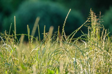 Yaz otları ve yabani ot dokusu. soyut yeşil yeşillik bulanık arkaplan ve sığ alan derinliği