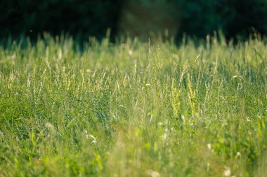 Yaz otları ve yabani ot dokusu. soyut yeşil yeşillik bulanık arkaplan ve sığ alan derinliği