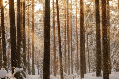 mystical winter forest with snow and sun rays coming through trees with mist and fog