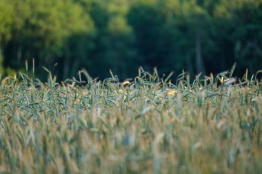 Yaz otları ve yabani ot dokusu. soyut yeşil yeşillik bulanık arkaplan ve sığ alan derinliği