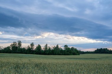 green meadow with storm clouds moving on dark sky before the rain