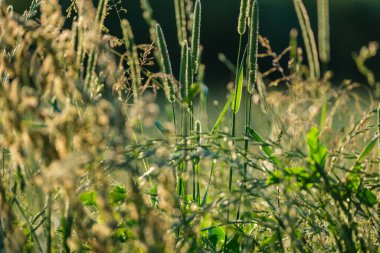 Yaz otları ve yabani ot dokusu. soyut yeşil yeşillik bulanık arkaplan ve sığ alan derinliği