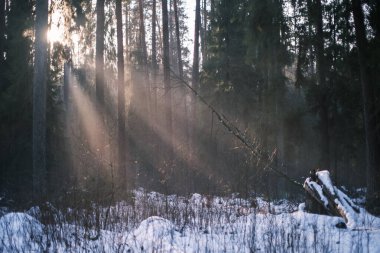 mystical winter forest with snow and sun rays coming through trees with mist and fog