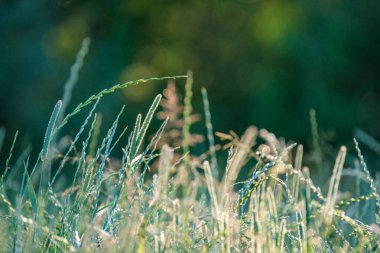 Yaz otları ve yabani ot dokusu. soyut yeşil yeşillik bulanık arkaplan ve sığ alan derinliği