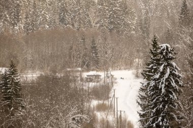 mist over winter forest trees far horizont with fog and frost