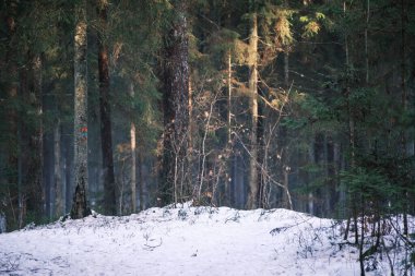 mystical winter forest with snow and sun rays coming through trees with mist and fog