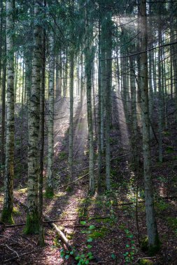 mystical summer forest with green grass and sun rays coming through trees with mist and fog